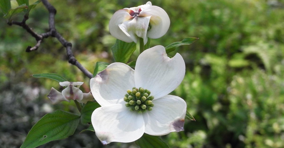 植月真弓 ハナミズキ もさき始めましたね 日本が米国に桜を送ってその返礼にやってきたのがハナミズキ その原木が日比谷公園にあり 桜とハナミズキの交流の話が今日 全国紙で発表されます ハナミズキ Http T Co Ttfvxiqqui