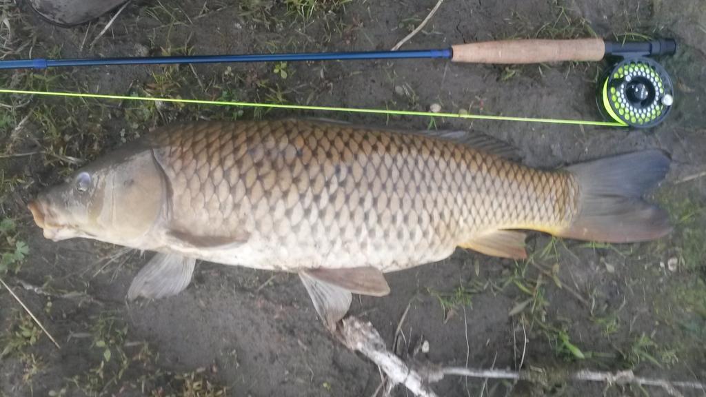 donniefishin's tweet photo. Had a great evening carp fishing. Caught my biggest yet. #carp #carponafly #flyfishing #6wt http://t.co/pmQQFuDh8R