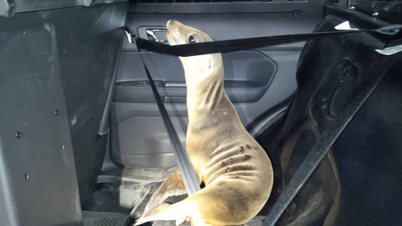 MendoSheriff's tweet photo. Deputies take little lost seal home -->   http://t.co/W40eqL8d16 http://t.co/bPal7HJMfK