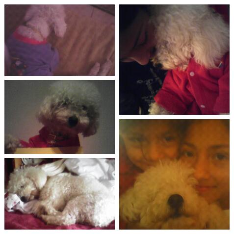 Atenciioon!Desapareció nuestra perra de raza caniche.Si la vieron o saben algo comunicarse al 154321569! :( Por favor