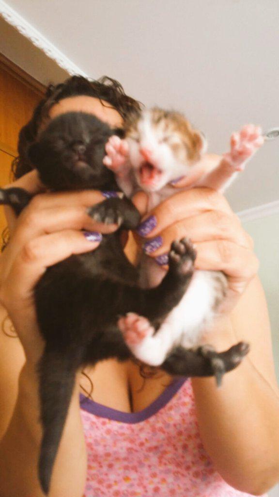 Alejandra__paez's tweet photo. Los bebés de la casa #love #hippy #losextrano http://t.co/7QwVKZ9wGP