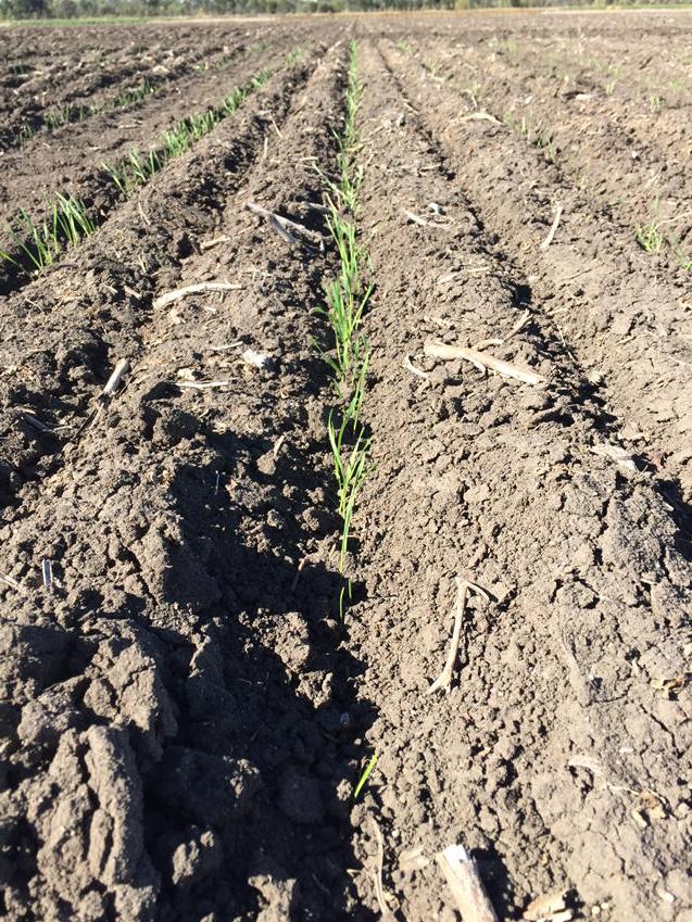 DarrenAis's tweet photo. First TOS trial powering away in Emerald #grdc #dafqld http://t.co/tyo1OQdDP0