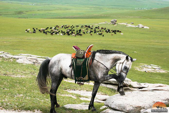 Манай зурагчид.