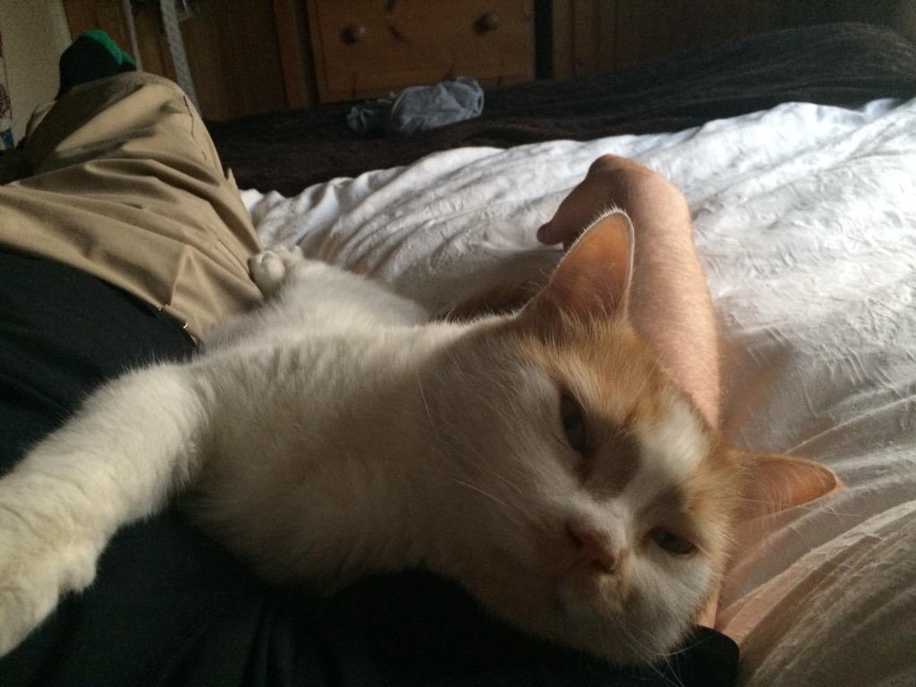 Churchman3Nt's tweet image. #O2HappyCat.