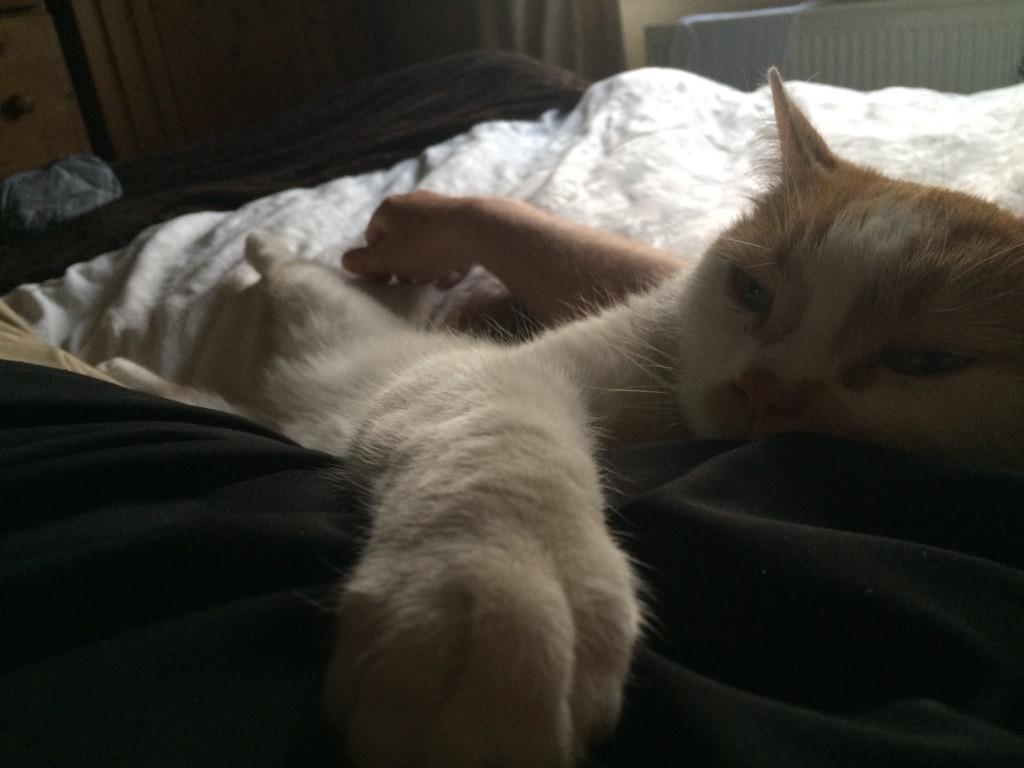 Churchman3Nt's tweet image. #O2HappyCat.