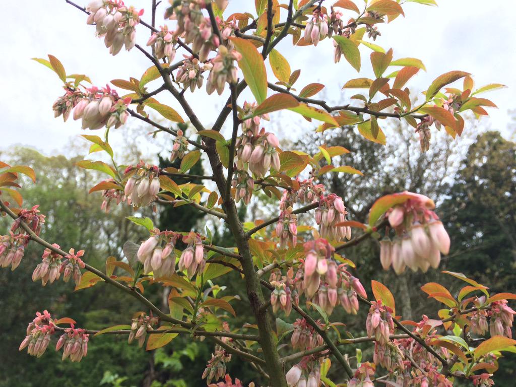 酸性土壌 Twitter Search Twitter 酸性土壌 Twitter Search Twitter