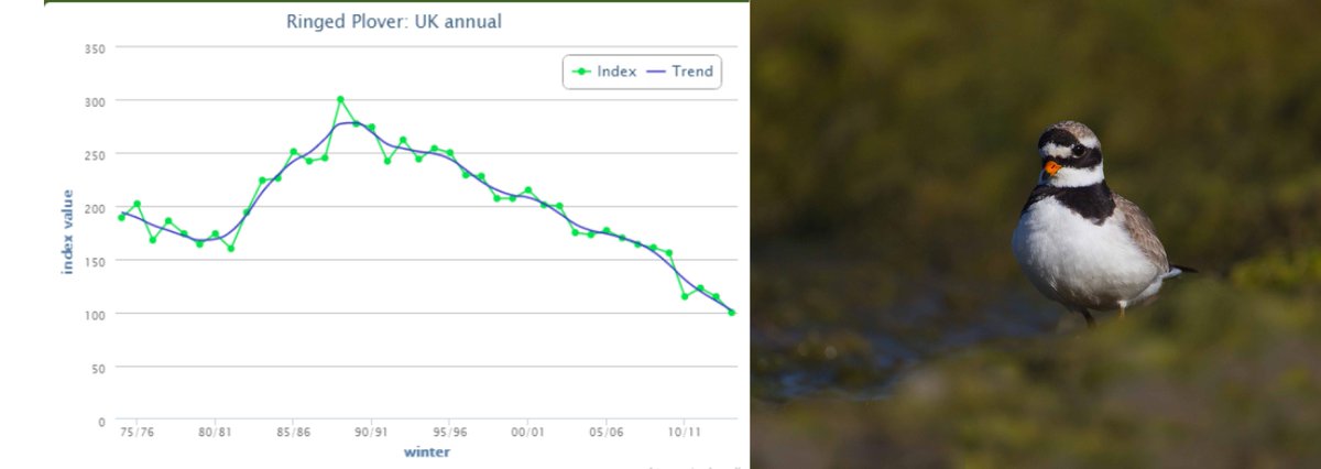 The Ringed Plover population in winter has more than halved in 25 years! bit.ly/1rvdIHq #WeBSReport