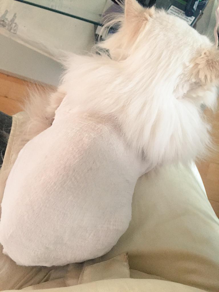 rossatronreads's tweet image. My baby is sleeping on me but I have to get ready and I don't wanna wake him 😿 #catproblem