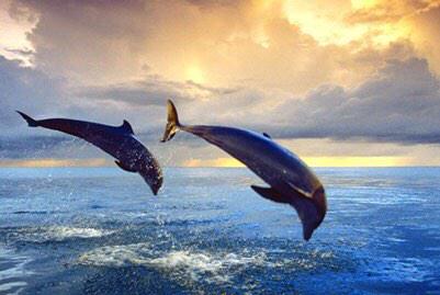 atmaldives's tweet photo. Maldives ranks among the top five places on Earth for watching whales and dolphins. #underwater http://t.co/0fBPxUlp9x