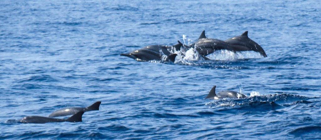 atmaldives's tweet photo. Maldives ranks among the top five places on Earth for watching whales and dolphins. #underwater http://t.co/0fBPxUlp9x