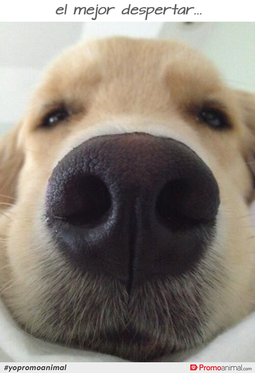 Promo_Animal's tweet photo. ¿No te parece que esta es la mejor forma de recibir el dia? #petlovers #perro http://t.co/QtHL6U6qZh