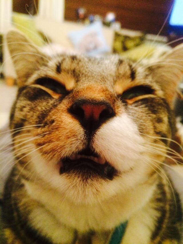 feelovesflowers's tweet image. Our happy little Digby @O2 #O2HappyCat What a smile 😃