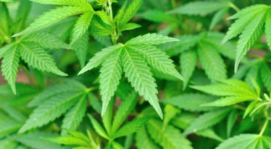 news24tvchannel's tweet photo. Cannabis use may lead to false memories: study #Cannabis #DistortedMemories http://t.co/iZ7pp9INCM http://t.co/Xjj8PJK2uH
