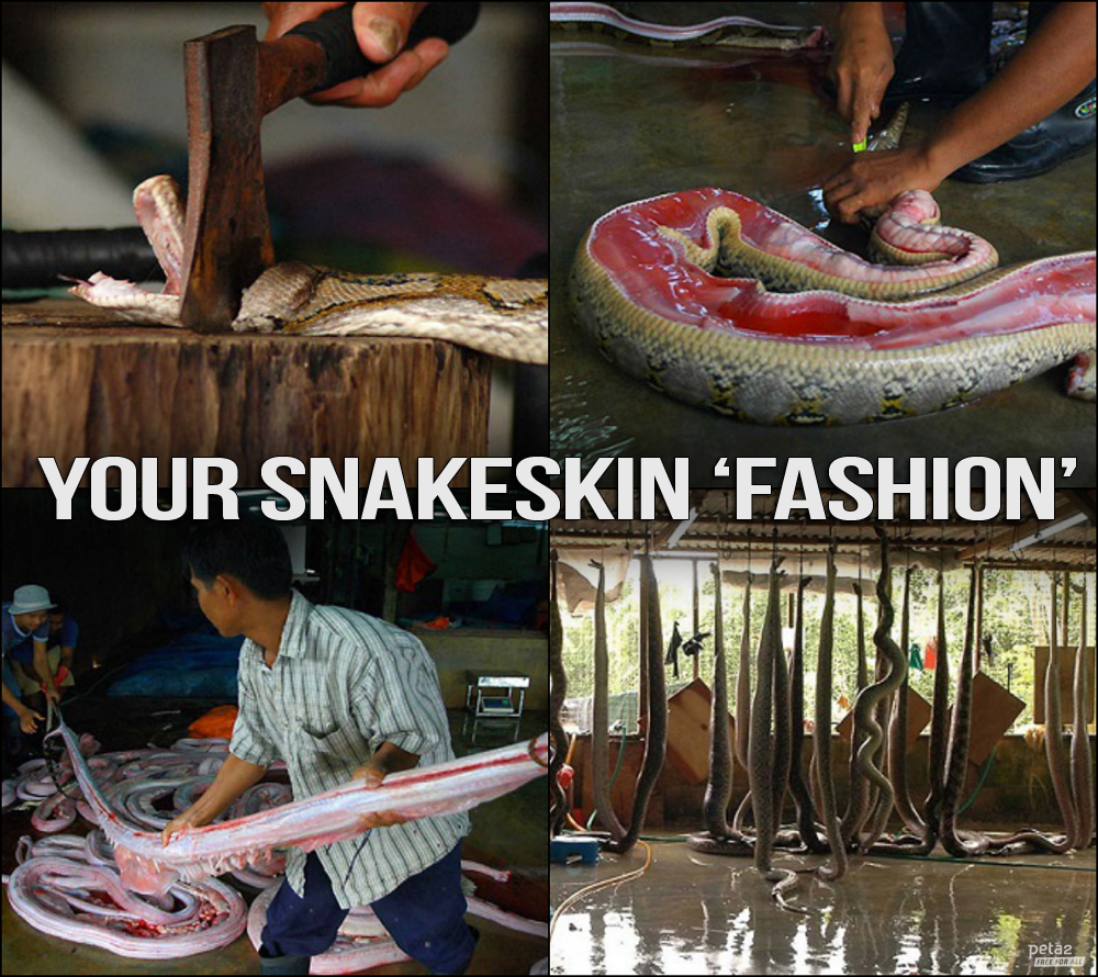 RT if you have no desire to WEAR another sentient being.

#WearYourOwnSkin 🐍