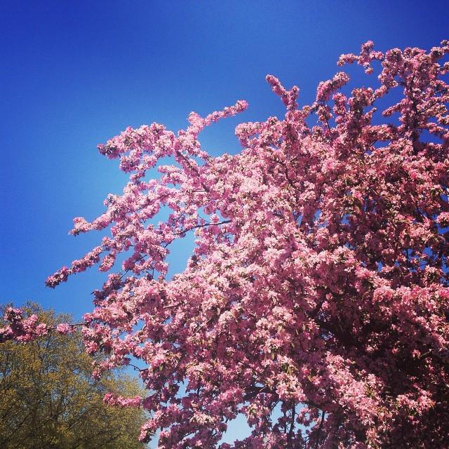 derSteve's tweet photo. Hallo Mainz! Hallo #jaxconf #cherryblossom http://t.co/VFS23Zwf1n http://t.co/bbuknzaIOi