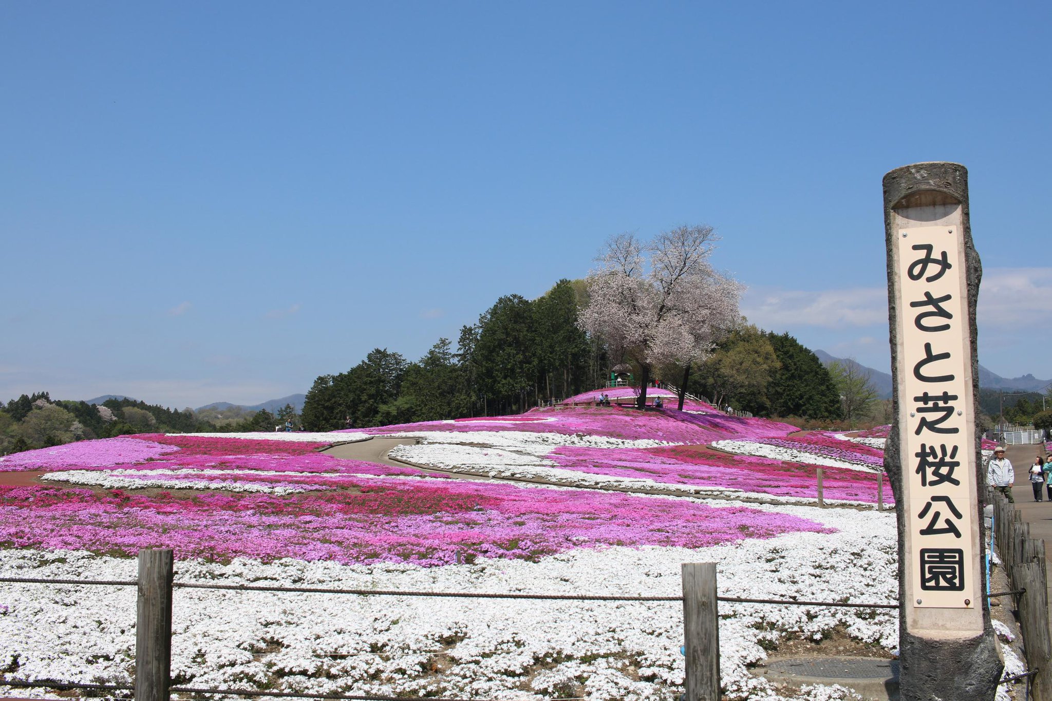 芝桜が満開です！ | 【Official】キンボシ(株)しばタンブログ