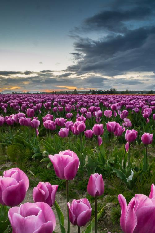 지혜 없는 힘은 그 자체의 무게로 쓰러진다. - 호라티우스 RT <a href="/serdargoknur/">Banana Republic</a>: