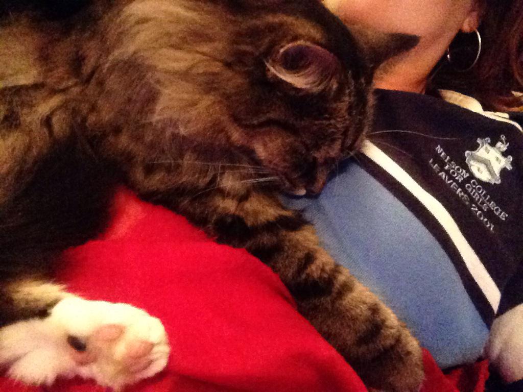 isthisliss's tweet photo. #Slothcat #Poppy http://t.co/BjFguswnQq