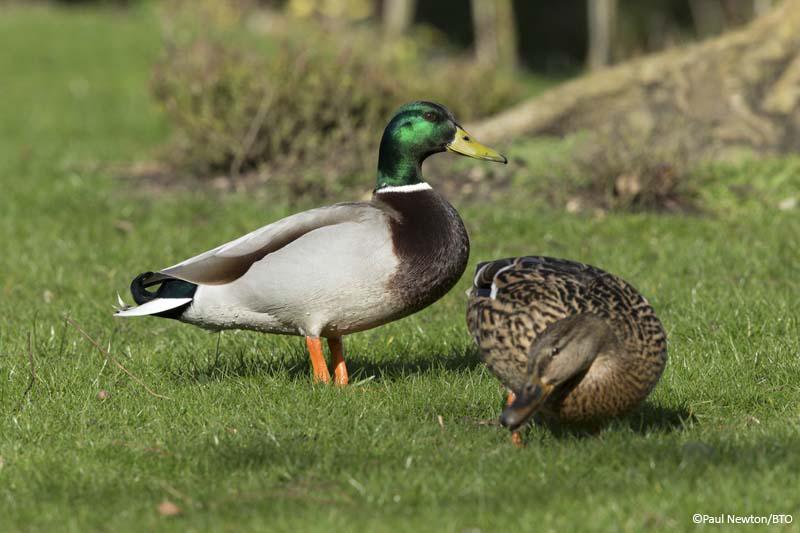 Today's @WeBS_UK report shows a worrying decline in Mallard - 39% since mid-1980s bit.ly/1HjuEfc #WeBSReport