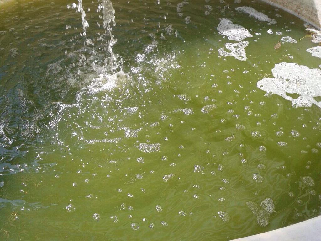 Phycore's tweet photo. In Phycore every day is #EarthDay !  Cleaning our home! http://t.co/7o01IYTJx4