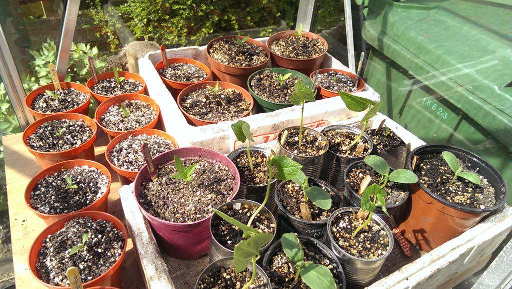GMacLean89's tweet photo. All my wee plants are loving the sun. Pushing 50℃ in the greenhouse - chillis definitely happy. http://t.co/TreEmpVl9a