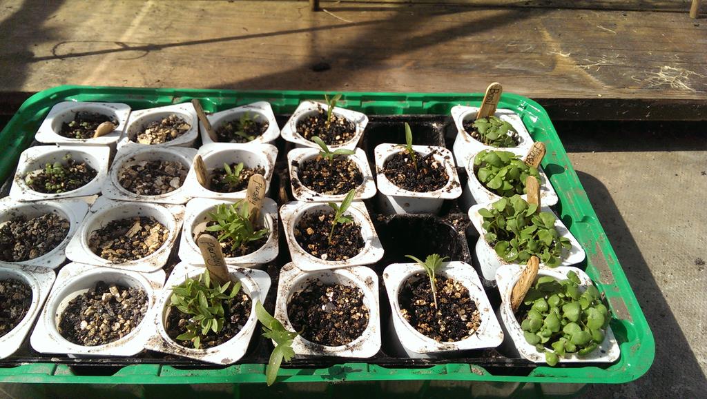 GMacLean89's tweet photo. All my wee plants are loving the sun. Pushing 50℃ in the greenhouse - chillis definitely happy. http://t.co/TreEmpVl9a