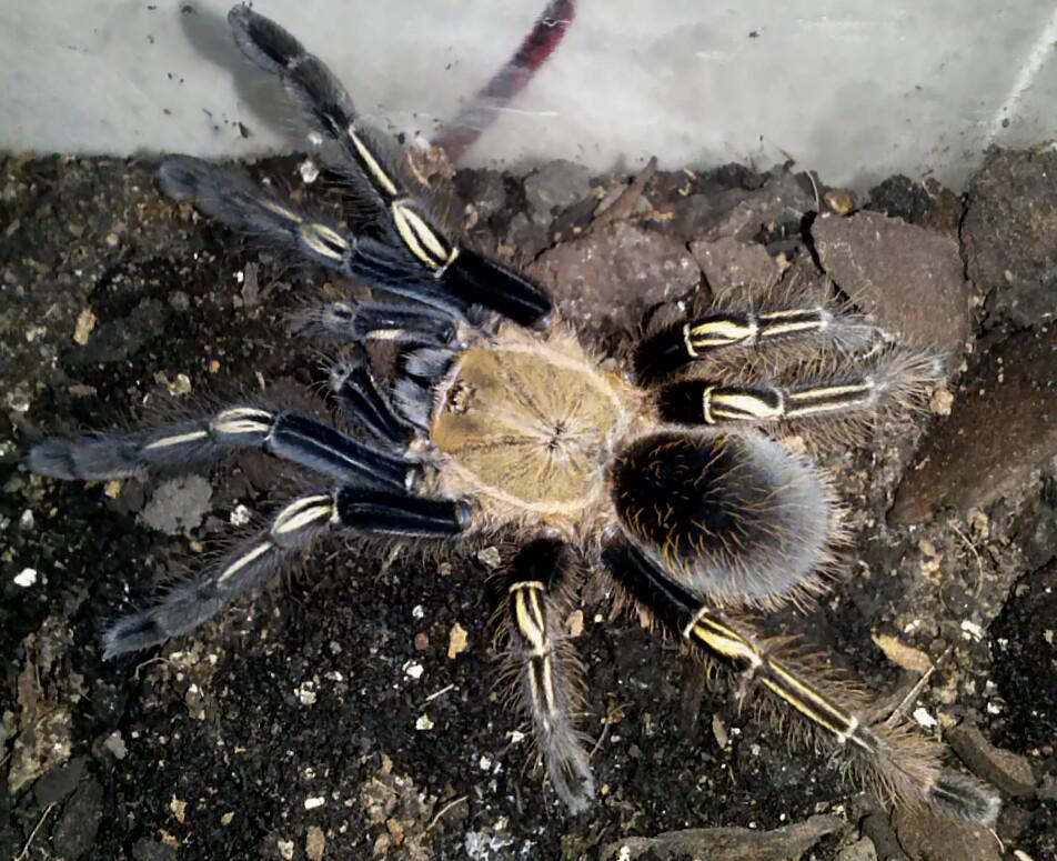 Spinneretsworld's tweet photo. My lovely #tarantula has come out of her burrow - One of my favourite species - Ephebopus murinus - #tarantulakeeper http://t.co/xVWC5GarEC
