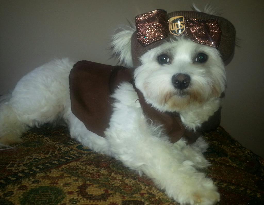 juli8986's tweet photo. Suzanne Bakers baby's dressed in their best UPS Browns #UPSpets http://t.co/BpyCxm4aoS