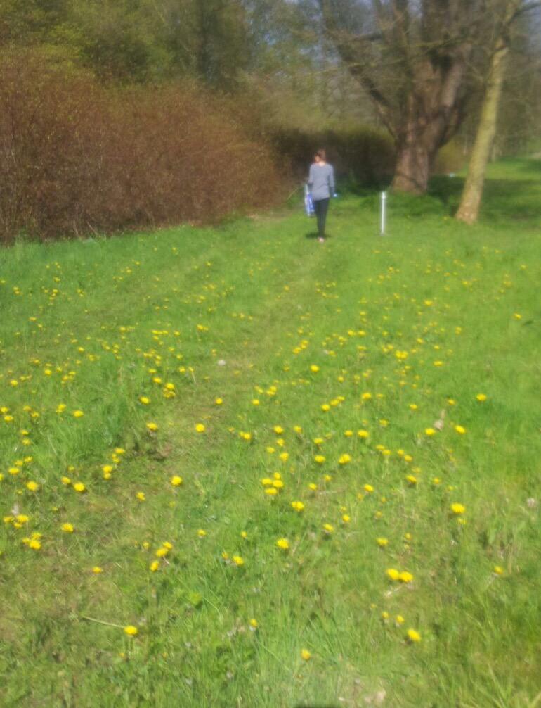StudioDrift's tweet photo. It's time to pick the dandelions! #FragileFuture #Dandelight http://t.co/za5Az7BCOa