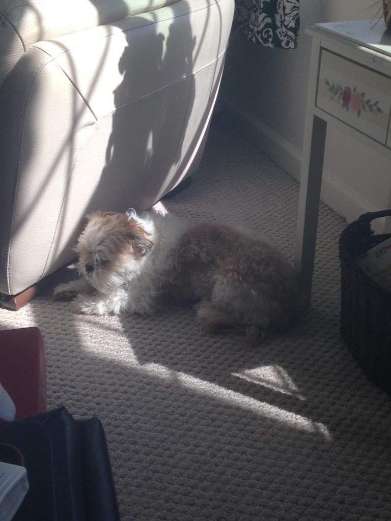 Lainey2008's tweet photo. I loves the sunshine! ☀️ http://t.co/3e1AopdAcE