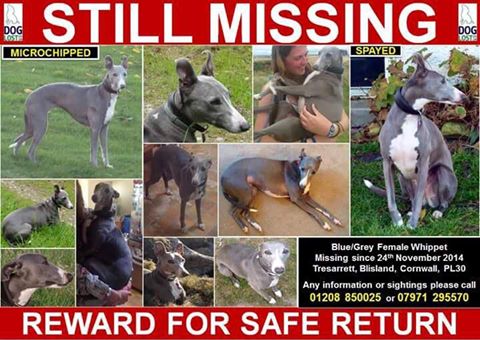 WCockapoo's tweet image. Everyone plz RT for @FindTopesy #findtopesy