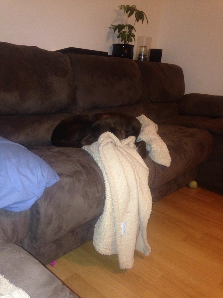 trimbowlme's tweet image. Standard couch positions #beaglelyfe #lablyfe #puppies #love