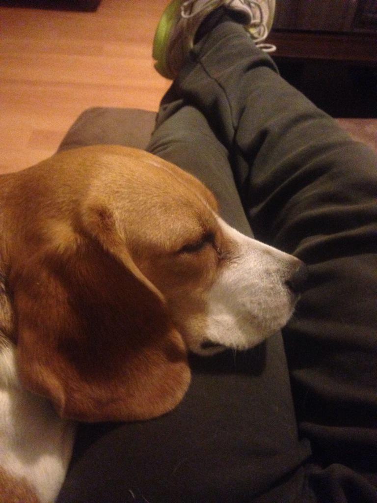 trimbowlme's tweet image. Standard couch positions #beaglelyfe #lablyfe #puppies #love