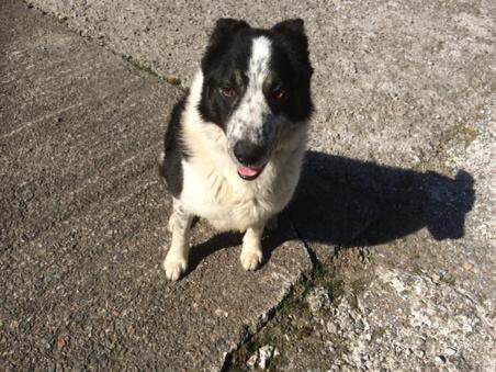 ananyah's tweet photo. Don The M74 Sheepdog is my hero! #doggate #runawaytractor @BBCScotlandNews http://t.co/m7ninqraFi