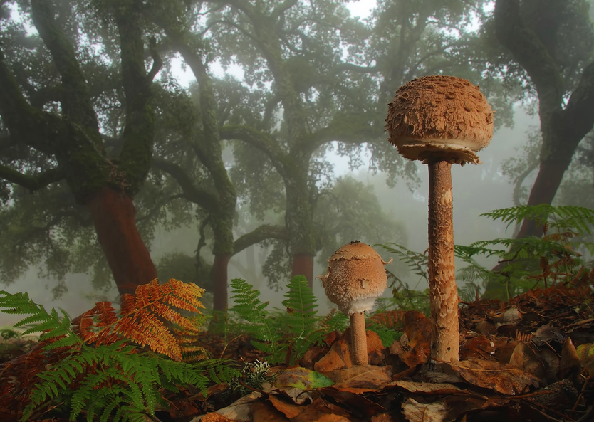 Evagraphic's tweet photo. ....Feliz Día de la Tierra! ^ . ^ #naturaleza #tierra #arte #fotografia http://t.co/24kLknfejk