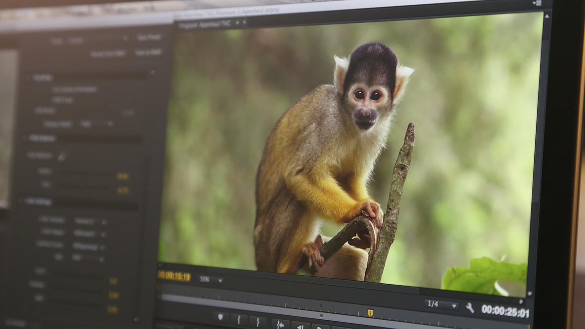 In the forest filming the new <a href="/Apenheul/">Apenheul</a> TV commercial for the Disney XD channel on Dutch Television.