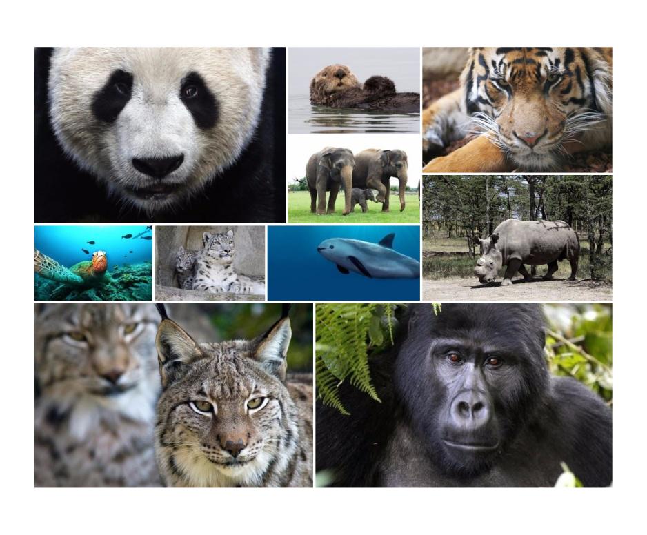 europapress's tweet photo. En el #DiaDeLaTierra, recordamos 10 de los animales en mayor peligro de extinción http://t.co/xvw0ofYi82 http://t.co/JIWl1vWXgP