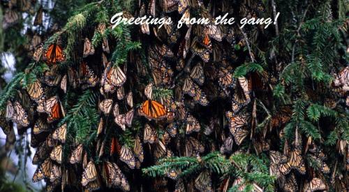 PlantMe's tweet photo. #EarthGratitude #Flit #Float #Flirt #Wish you were #Here #Butterfly http://t.co/ygjfIp5ufN