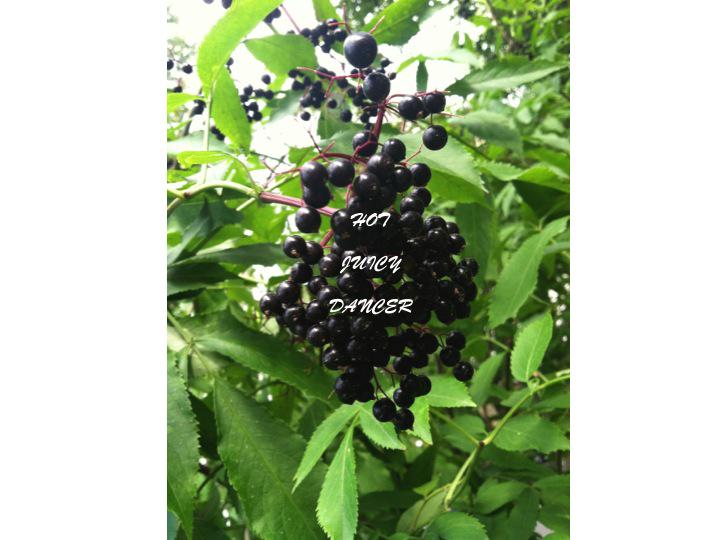 PlantMe's tweet photo. #Earthgratitude #Juicy #Dancing #Berry #Good THANK YOU http://t.co/6UVZRKrSPZ