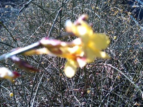 PlantMe's tweet photo. #EarthGratitude #Sunshine #Deep #Inside #Always #Springs #Eternal http://t.co/xwCBRWgTn5