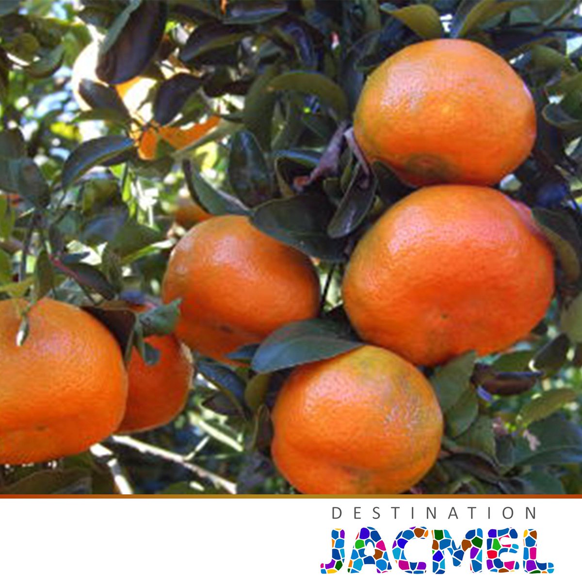 DestJacmel's tweet photo. La Vallée de Jacmel est l’une des plus grandes productrices de mandarines du pays. #jacmel #destinationjacmel http://t.co/ubvmaIz1Gi