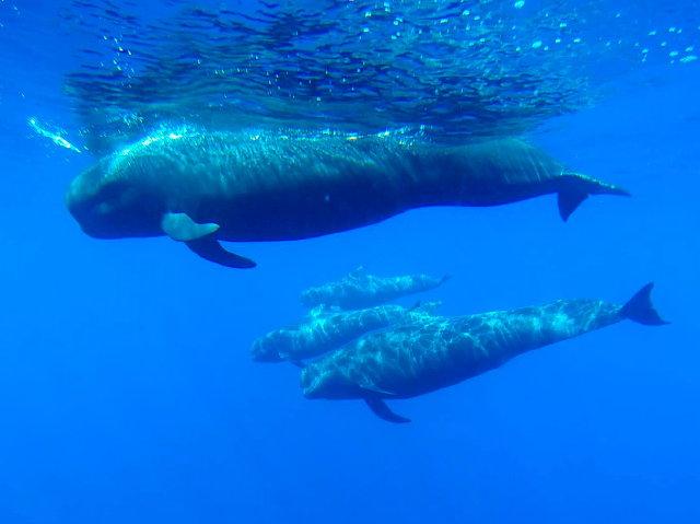 tenerifedolphin's tweet photo. Foto desde la vision submarina del barco Royal Delfin con una familia de ballenas/calderones http://t.co/TNywP3flk1