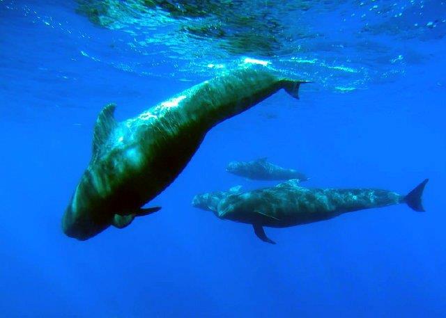 tenerifedolphin's tweet photo. http://t.co/YmIxM7r2ez