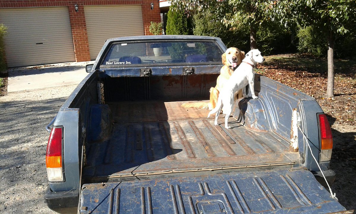 Chopstickstrain's tweet image. Our dogs on our #housesitting farm in #Australia seem to like #travel too. Any chance, they jump in. #takemeforaride