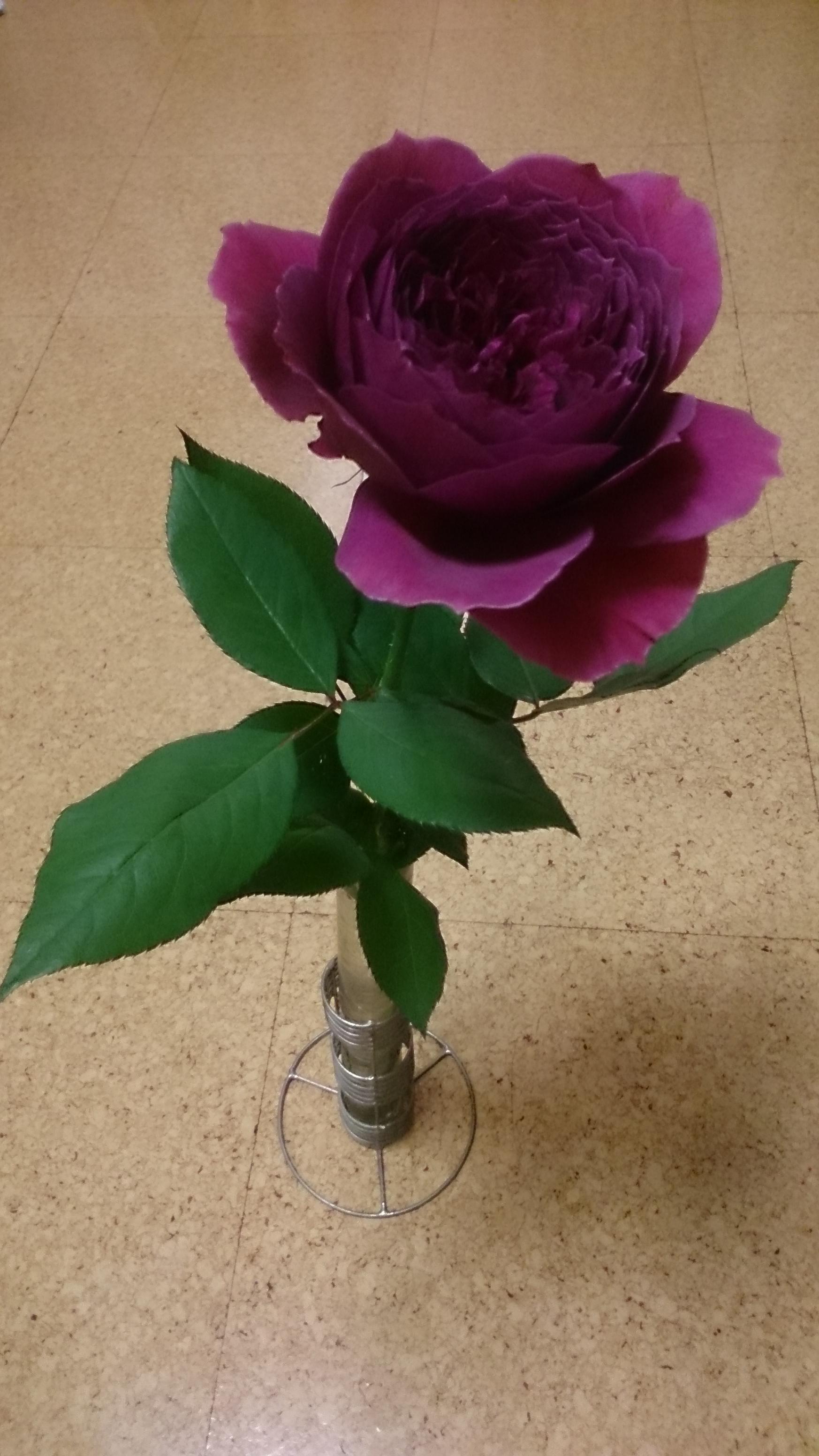 志位和夫 とても素敵で豪華な薔薇です 名前は アートリー クローズ 赤みがかった紫色 香りはとても濃厚 花弁は大きく ぎっしりと多い あまりの迫力に圧倒されます 薔薇はたった一本でも幸せになれます Http T Co 6p65n4avqe Twitter
