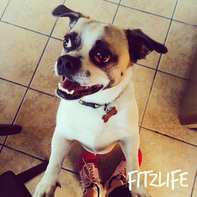ChugglyFitz's tweet photo. Happy #HumpDay ! Don't forget to check out my #gofundme site to help fix my cherry eye! http://t.co/htdAJ6wIwP http://t.co/32npA2SOSw