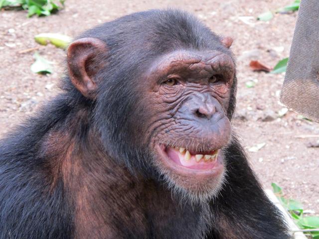 Mooi artikel over onze grote vriend Gah bij dierenbloggers. voordierenblogger.blogspot.nl/2015/04/ontmoe…