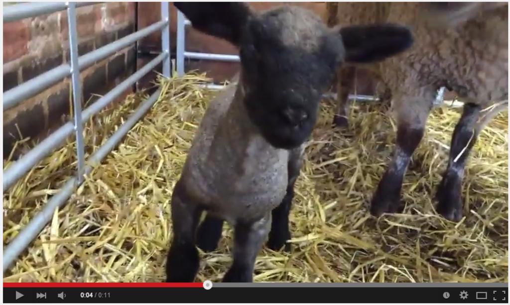 WolvesCouncil's tweet photo. Fancy a dose of cuteness this gorgeous day? Watch @Northycote Farm's new lambs #sharespring http://t.co/P04bckNe1r http://t.co/ZuuX7etIMI