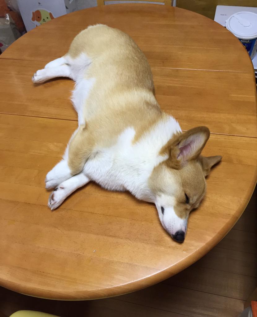 PembrokeLeo's tweet image. Words fail me &quot;@BELL_1030: テーブルでねんねしてる(-_-;) お布団いこうね。  #コーギー http://t.co/W7lq24j7LA”