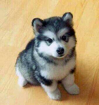 _Paisajes_'s tweet photo. Soy un pequeño y adorable husky...! http://t.co/GwF2bjOaRj